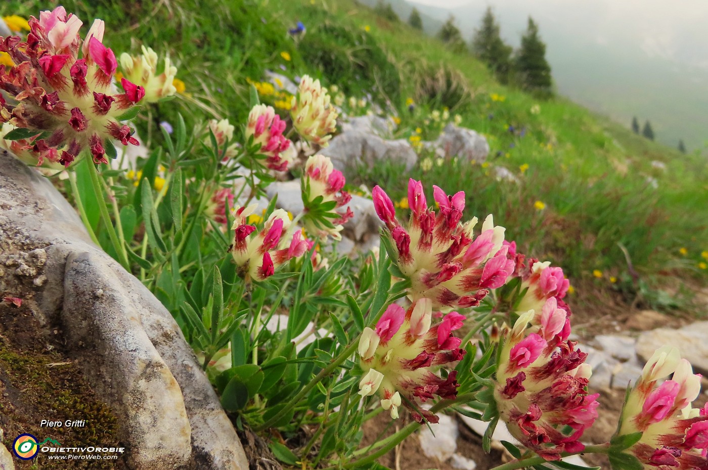 17 Trifolium alpinum (Trifoglio alpino).JPG